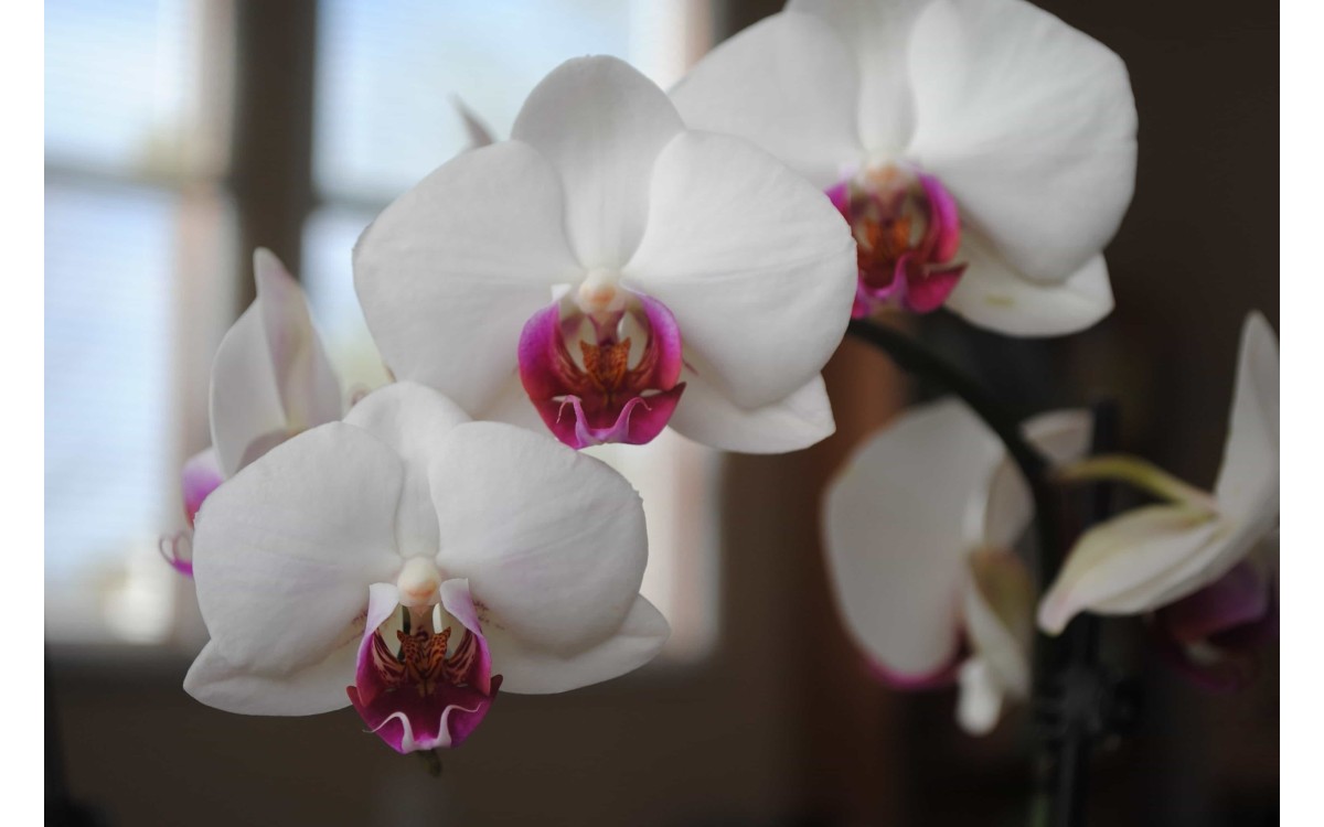 C&aacute;ch trồng hoa lan trong nh&agrave; lưới