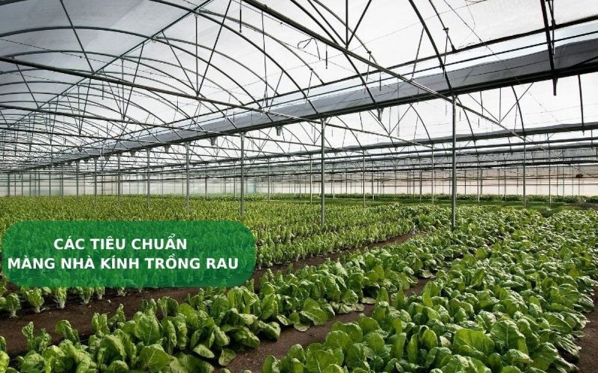 C&aacute;c ti&ecirc;u chuẩn x&acirc;y dựng nh&agrave; m&agrave;ng, nh&agrave; k&iacute;nh trồng rau