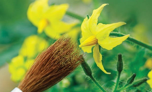 Thụ phấn thủ c&ocirc;ng