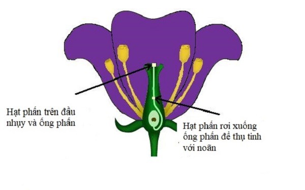 Tự thụ phấn l&agrave; g&igrave;?